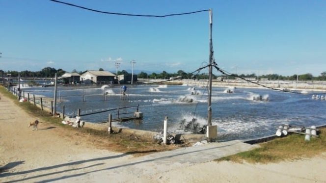 					lokasi tambak udang di Desa Laikang, Sabtu (2552019). (BERITA.NEWS/AK)