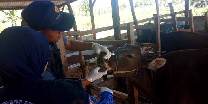 Pemeriksaan kesehtan hewan kurban oleh Dinas Peternakan Kabupaten Gowa bersama instansi terkait. (BERITA.NEWS/ACP).