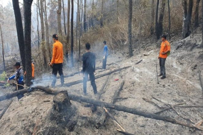 					Tim Gabungan Luwu Berhasil Padamkan Karhutla di Bastura