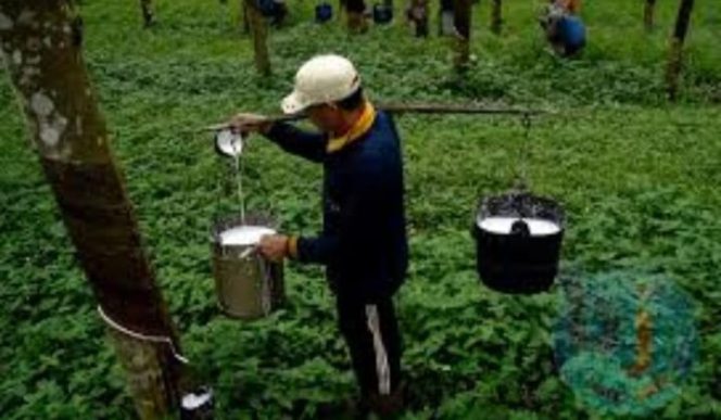 					Foto pekerja hari Perkebuna karet Kabupaten Bulukumba. (BERITA.NEWS/IL). 