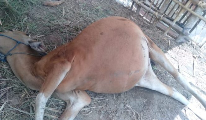 					Sapi betina bantuan dari ADD yang mati di peternakan. (BERITA.NEWS/Sahabuddin Jaya). 