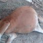 Sapi betina bantuan dari ADD yang mati di peternakan. (BERITA.NEWS/Sahabuddin Jaya).