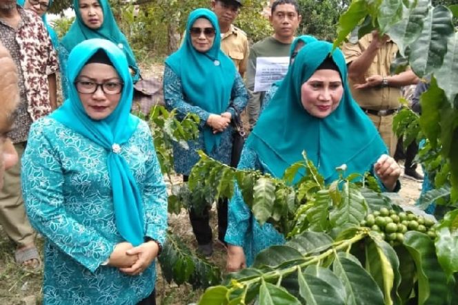 					Produksi Kopi Hingga 1500 Ton Setahun, TP-PKK Luwu Apresiasi Pemuda Bone Posi