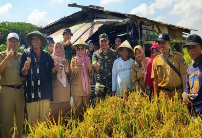 					DP2 Panen Padi Perdana di Kelompok Tani Sukamaju