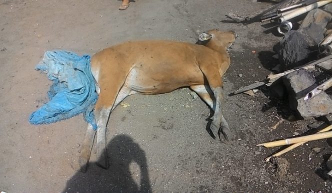 					Sapi Bantuan Meninggal milik kelompok ternak ''Balang Taesa
