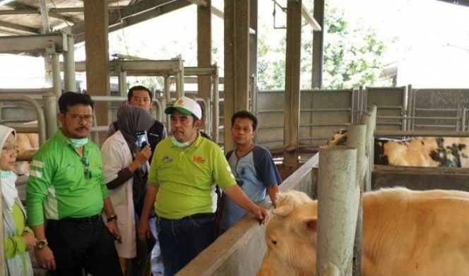 					Menteri Pertanian Syahrul Yasin Limpo saat meninjau kandang ternak milik Balai Penelitian Ternak (Balitnak), Badan Litbang Pertanian, Jakarta, Sabtu (21/12/2019). (Mentari Dwi Gayati)