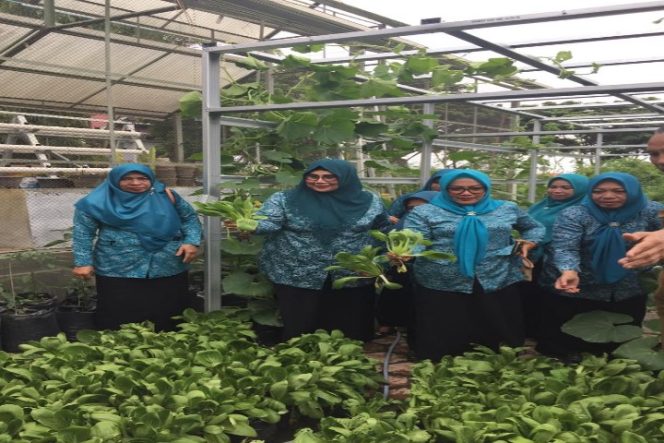 					Ketua Tim PKK Luwu Akan Panen Perdana di Kebun Sayur