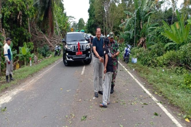 					Cuaca Ekstrim Waspada Pohon Tumbang, Bupati Luwu Pantau Jalur Trans Sulawesi