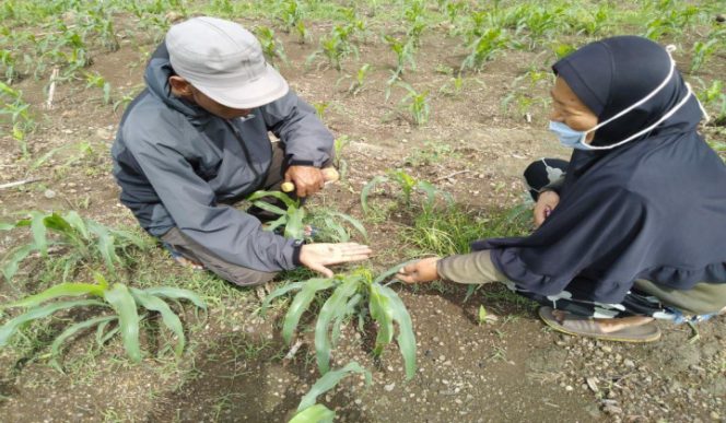 					Petani memperlihatkan tanaman dan hama ulat yang menyerang kebun Jagungnya. (BERITA.NEWS/Muh Ilham). 