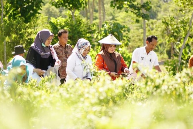 					Launching Gerakan Serentak Tanam Sayur, PKK Luwu Koordinasi ke Kecamatan