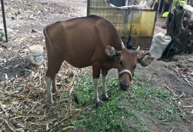 					Foto sapi (Istimewa). 