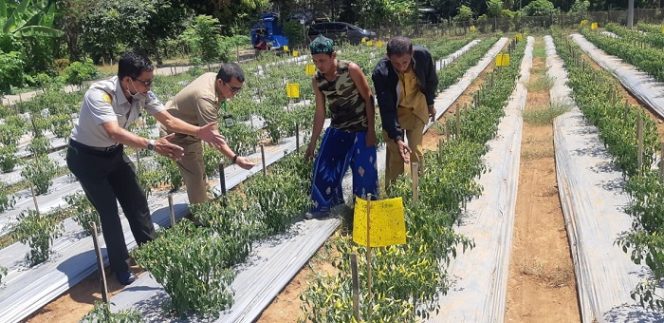 					Kepala Dinas Pertanian Kabupaten Bone Ir H Sunardi Nurdin meninjau tanaman cabai di Desa Pattiro Sompe, Kecamatan Sibulue, Kabupaten Bone, Selasa (25/8/2020).