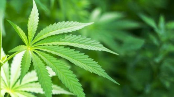 					Ilustrasi daun ganja. (shutterstock)