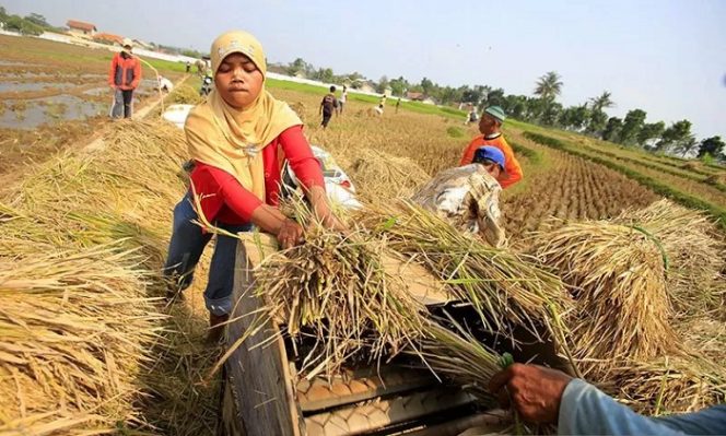 					Ilustrasi - Petani menggiling padi saat panen di area persawahan, Karangpandan, Karanganyar, Jawa Tengah. ANTARA FOTO/Maulana Surya/Asf/mes/pri.