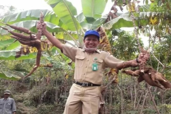 					Petugas Dinas Pertanian dan Pangan Kulon Progo menijau panen raya singkong di Kalibawang. (Foto ANTARA/HO-Wazan Mudzakir)