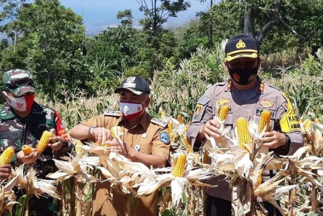 					Wabup Bantaeng Hadiri Panen Raya Jagung