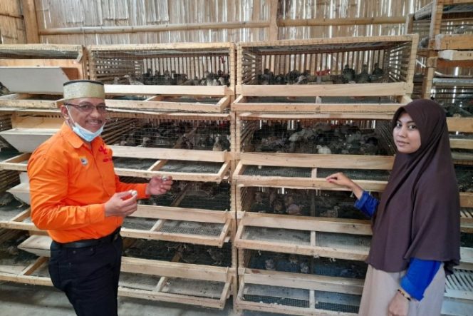 					Peternakan Burung Puyuh Bakal Dapat Modal Usaha Anir-Lutfi