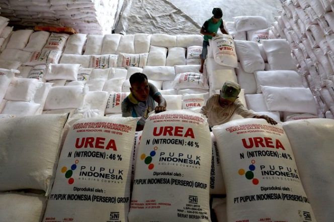 					ilustrasi: pupuk subsidi (int)