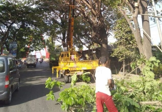 					Waspadai Pohon Tumbang di Musim Hujan DLH Mulai Lakukan Pemangkasan Pohon