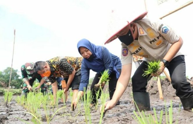 					Bupati Bantaeng Lakukan Penanaman Perdana Kaji Terap Penggunaan Pupuk Tanaman Padi