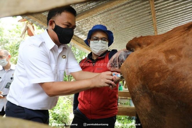 					Bupati Bantaeng Tinjau Ternak Sapi Hasil Inseminasi Buatan