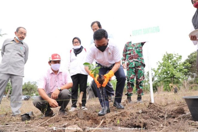 					Pemkab Bantaeng Tanam1.800 Bibit Pohon Jeruk Keprok Selayar di Desa Kaloling