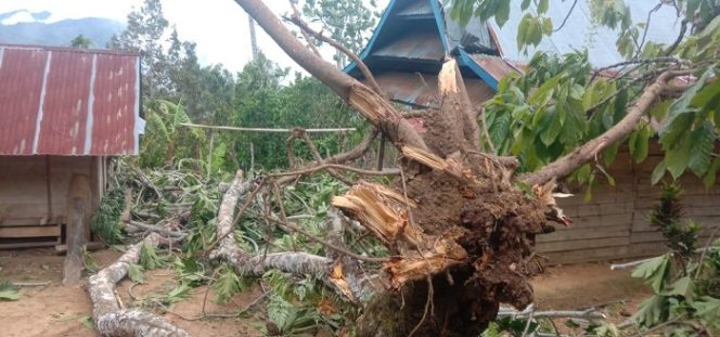 					Pohon tumbang di Kabupaten Luwu akibat angin kencang, Jumat (2/4/2021).