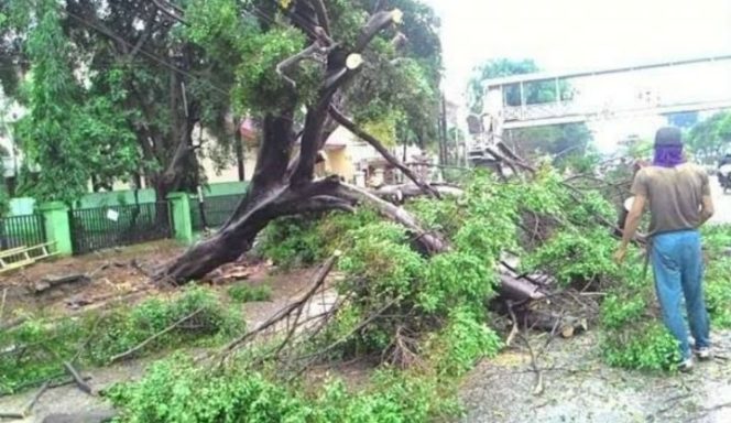 					Banyak Pohon Tumbang, DPRD Makassar Minta Pemerintah Siaga