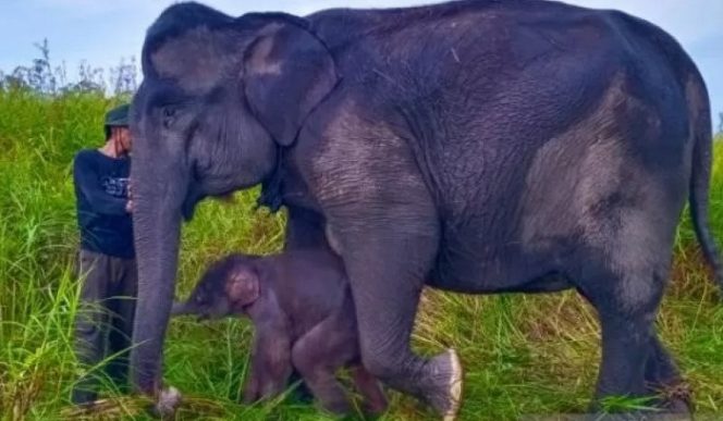 					Anak gajah yang baru lahir di PLG Jalur 21 Suaka Margasatwa Padang Sugihan, BKSDA Sumatera Selatan, Jumat (18/6/2021). ANTARA/HO-KLHK