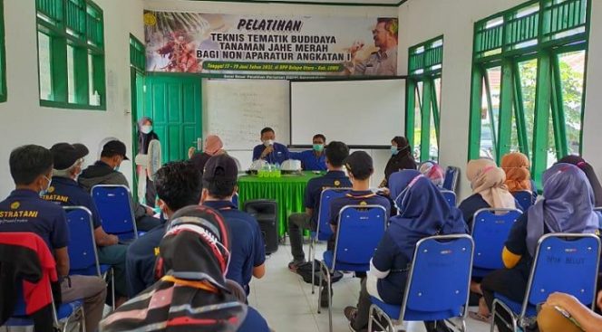 					Besarnya Animo Masyarakat Tanam Jahe, Dinas Pertanian Luwu Gelar Pelatihan