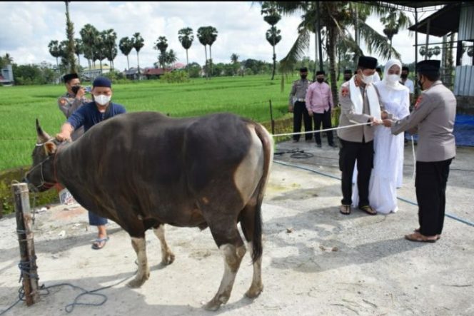 					Polres Bone Bagikan Daging Qurban 42 Ekor Sapi