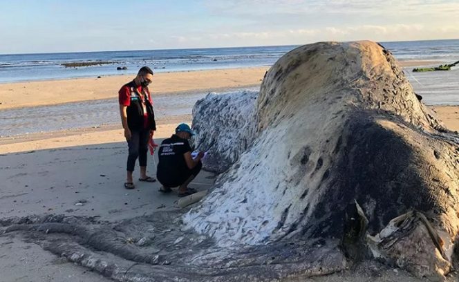 					Petugas dari BKKPN Kupang mengidentifikasi bangkai mamalia diduga paus sperma yang terdampar di pantai Sumba Tengah. ANTARA/HO-BKKPN/aa.