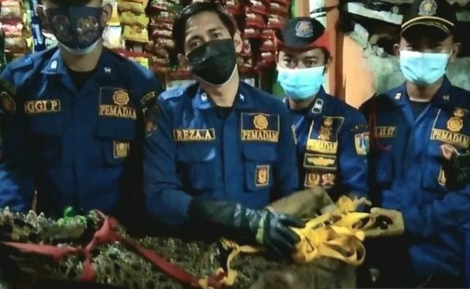 					Petugas Suku Dinas Penanggulangan Kebakaran Dan Penyelamatan (Gulkarmat) Jakarta Barat mengevakuasi buaya sepanjang 175 sentimeter dengan bobot 40 kilogram di Jalan Duri Selatan Gang Gerindo V RT06/06, Duri Selatan, Kecamatan Tambora, Sabtu (24/7/2021) petang. (ANTARA/HO-Sudin Gulkarmat Jakarta Barat)
