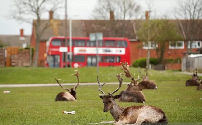 					Sekelompok rusa terlihat di perumahan Harold Hill di tengah wabah COVID-19 di Romford, Inggris, 3 April 2020. ANTARA FOTO/REUTERS/Peter Cziborra/pras.