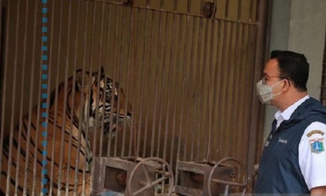 					Gubernur DKI Jakarta Anies Baswedan menjenguk dua harimau sumatra, Hari dan Tino, yang sempat terpapar COVID-19 di Taman Margasatwa Ragunan (TMR) Jakarta Selatan, Sabtu (31/07/2021). ANTARA/Instagram/aniesbaswedan