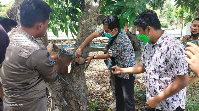 					Hewan Ternak Berkeliaran di Kota Sinjai, Pemiliknya Bisa Didenda hingga Rp50 Ribu/Hari