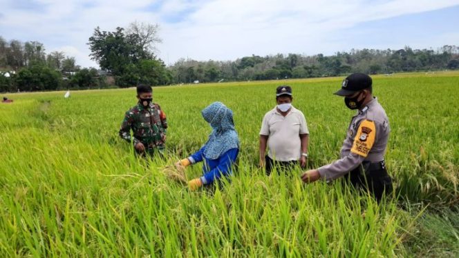 					Food Estate, Gagasan Baru TNI dan Pemerintah Ciptakan Ketahanan Pangan