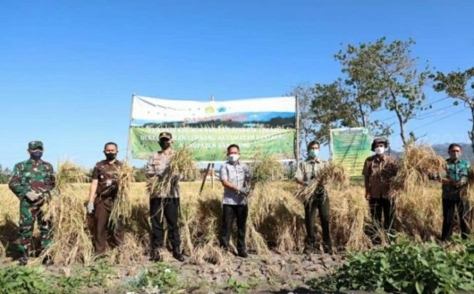 					Bupati Bantaeng Panen Raya VUB Padi Khusus dan VUB Spesifik Lokasi
