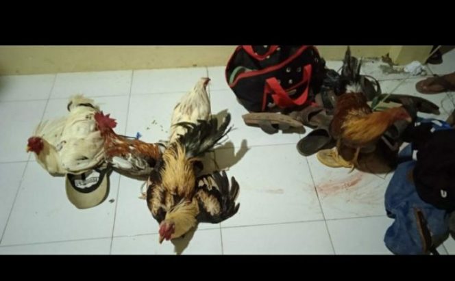 					Dor!!! Polres Sinjai Gerebek Judi Sabung Ayam, Barbuknya 5 Ayam Aduan dan Uang Rp80 Ribu