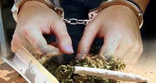 					Ilustrasi barang bukti ganja. (ANTARA/Dok)