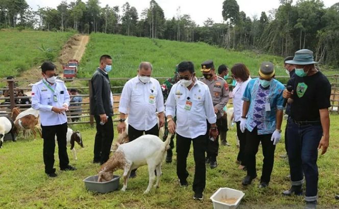 					Menteri Pertanian Syahrul Yasin Limpo meninjau kegiatan panen cempe atau anakan Kambing Boer usia 4 bulan di Bulungan Mandiri Farm Kalimantan Utara, Sabtu (11/9/2021). ANTARA/HO-Kementerian Pertanian/aa.