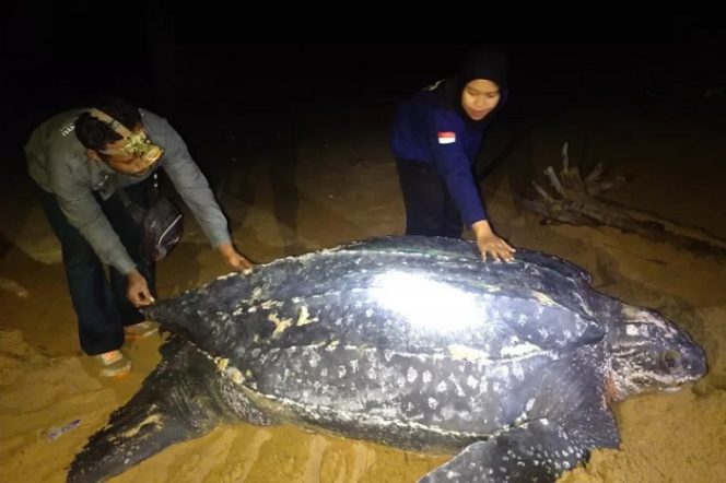 					Penyu belimbing yang dikenal sebagai penyu terbesar di dunia, terlihat di pesisir pantai di Kecamatan Paloh, Kabupaten Sambas, Provinsi Kalimantan Barat. ANTARA/HO-KKP