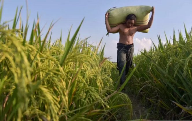 					Petani memanggul karung yang berisi padi usai panen di Dusun Saiberas Sekata, Sunggal, Deli Serdang, Sumatera Utara, Kamis (23/9/2021). Berdasarkan data dari Kementerian Pertanian, realisasi Kredit Usaha Rakyat (KUR) pertanian per 20 September 2021 sebesar Rp56,3 triliun atau setara 80,48 persen dari target realisasi KUR tahun ini sebesar Rp70 triliun. ANTARA FOTO/Fransisco Carolio/Lmo/foc. (ANTARA FOTO/Fransisco Carolio)