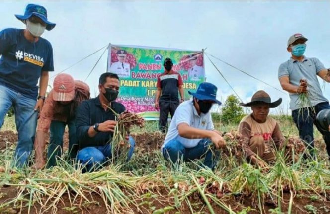 					Panen Bawang di Morowa, Ilham Azikin Tampung Aspirasi Petani