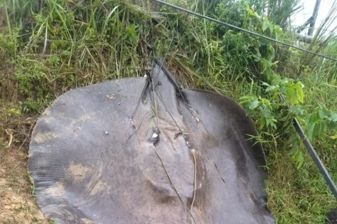 					Ikan pari besar air tawar yang ditangkap warga di Sungai Batanghari, Jambi. ANTARA/dokumen