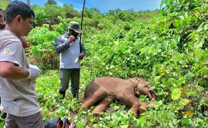 					Kondisi Anak Gajah yang terkena jeratan di Desa Alue Meuraksa Kecamatan Pasie Raya Kabupaten Aceh Jaya, Minggu (14/11/2021). ANTARA/Dokumen pribadi/am.