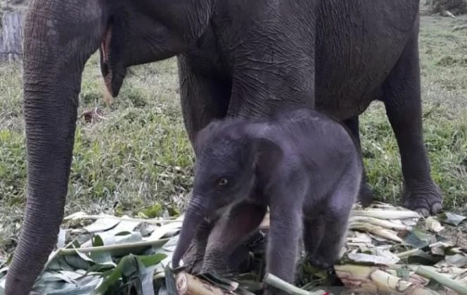 					Seekor bayi gajah jantan lahir di kamp Elephants Flying Squad, SPTN Wilayah I Lubung Kembang Bunga Balai Taman Nasional Tesso Nilo (TNTN) Pelalawan. (ANTARA/HO-Humas BBKSDA Riau).