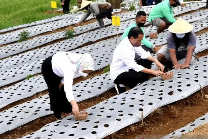 					Presiden Jokowi dan Ibu Negara Iriana Jokowi melakukan penanaman bawang di Desa Bansari, Kabupaten Temanggung, Jawa Tengah, Selasa (14/12/2021). ANTARA/HO-Rusman-Biro Pers Sekretariat Presiden