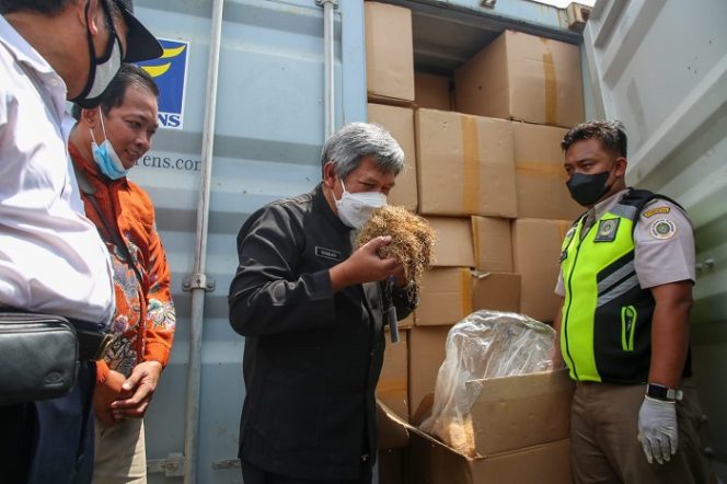 					Daun Talas Jateng Diekspor hingga Australia, Harga per Kilo 2 Dolar AS