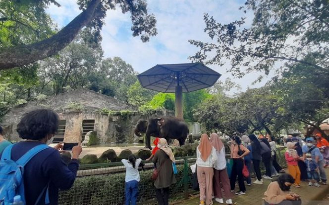 					Sejumlah pengunjung tengah meikmati suasana di kandang Gajah di kawasan Taman Margasatwa Ragunan, Jakarta Selatan, Minggu (26/12/2021).ANTARA/Sihol Hasugian